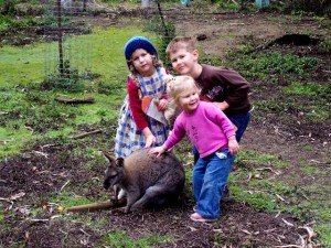 kangaroo