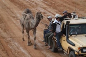 camel racing