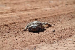 This little lizard was sunning itself on the road in the Flinders Ranges.  He just wouldn't get off the road, so Jarrad had to pick him up and move him off the road so we could drive past without squishing him.