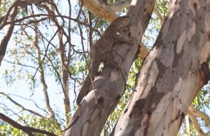 lizard 2