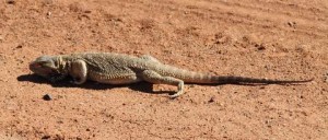 lizard (3)