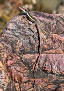 This lizard was at Serpentine Gorge in the West MacDonnell Ranges, Northern Territory.