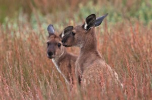 Roos