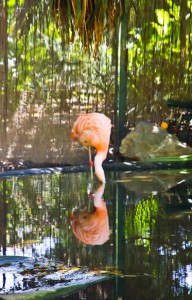 Flamingo