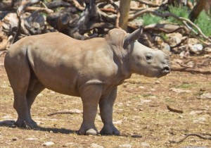 White Rhino