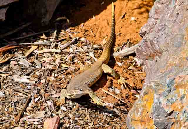 family travel blog desert australia