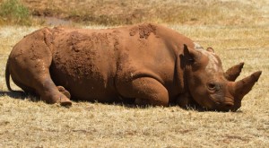Black Rhino