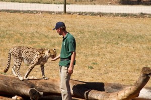 Cheetah