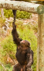 Chimps