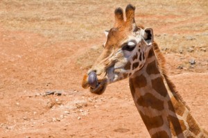 Giraffe
