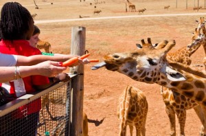 Giraffe eating