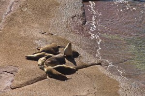 Sea Lions