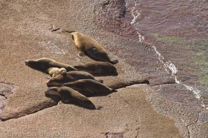 Sea Lions