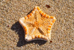 Starfish